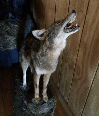 CoyoteStuffed